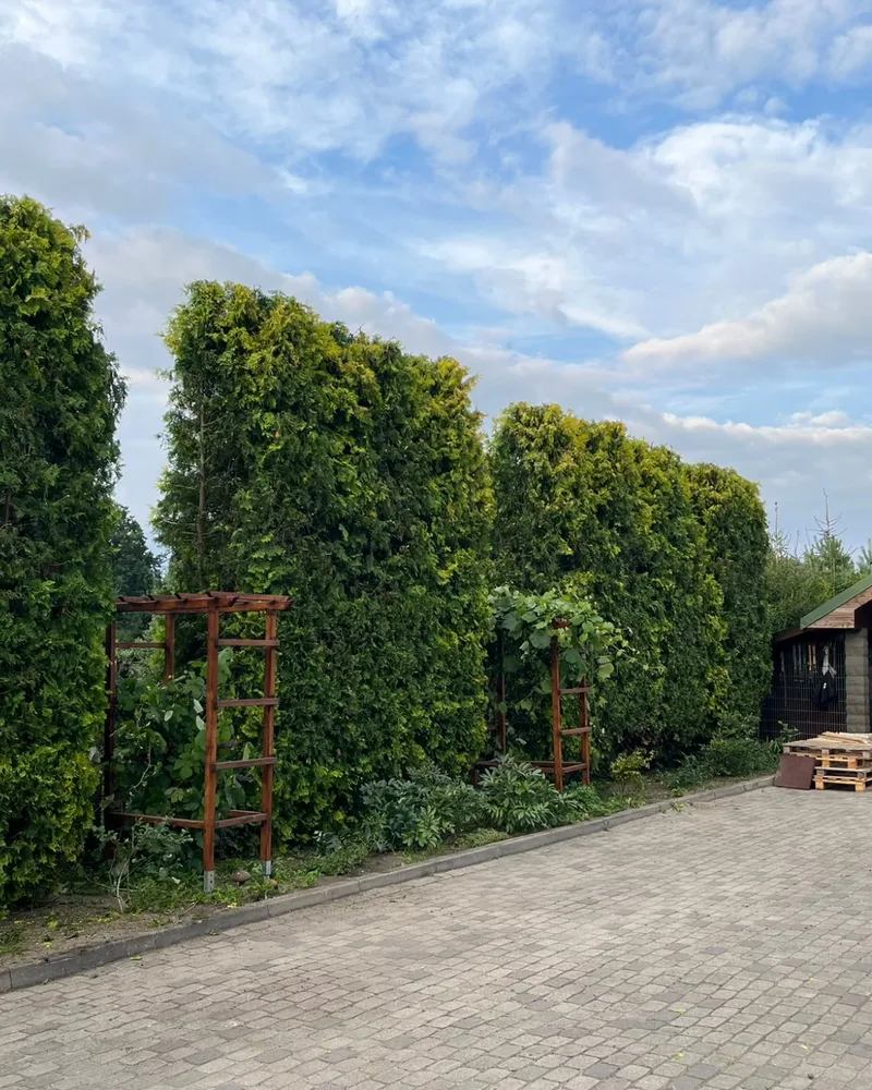dzivzogu-un-tuju-apgriesana
